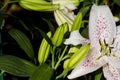 Lilium spp called Lily in this group. Easter Lily or the Trumpet Lily. Royalty Free Stock Photo