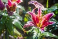 Lilium spp is a tropical flowers cold originated in China, and northern Japan. Royalty Free Stock Photo