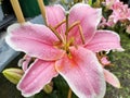Lilium 'Star Gazer' Royalty Free Stock Photo