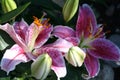 Lilium - Star Gazer - in blossom and with buds Royalty Free Stock Photo