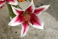 Lilium 'Star Gazer'