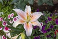 Oriental Stargazer Lily Grown in Alaska Royalty Free Stock Photo