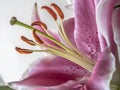 Lilium, the Stargazer lily Royalty Free Stock Photo
