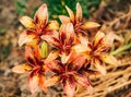 Lilium Sunny Morning flower