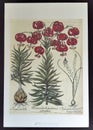 Lilium Superbum Ornithogalum Caudatum Flowering Bulb Vintage Plants Herbs Floral Print Antiquity Lithograph Arts