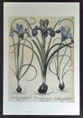 Lilium Superbum Ornithogalum Caudatum Flowering Bulb Vintage Plants Herbs Floral Print Antiquity Lithograph Arts