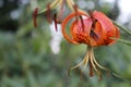 Lilium Superbum Turks Cap Lily Flower Macro