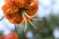 Lilium Superbum Turks Cap Lily Flower Super Macro Stamens