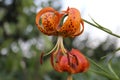 Lilium Superbum Turks Cap Lily Flowers Macro Green Background