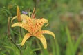 Lilium Tigrinium / Tiger Lilia / Lily