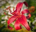 Lilium tigrinum Royalty Free Stock Photo