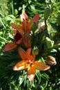Lilium x hybridum `Cancun` in the garden. Berlin, Germany Royalty Free Stock Photo