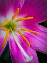 Liliy pink flower macro photography Royalty Free Stock Photo