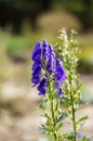 Lilla collored blooming plant photography.