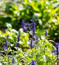 Lilla collored blooming plant photography.