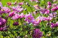 Lilla collored blooming plant photography.