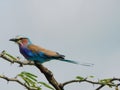 The lillac breasted roller in full colour!