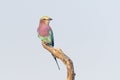 Lillac-breasted roller perched on branch