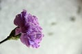 Lillac bud of carnation, one flower on gray background