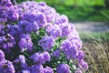 Lillac phlox macro. Pink flowers. Summer