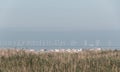 Lillgrund wind turbine park in Ãâresund