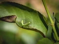 A lillie child Praying Mantis sits on a leaf of a rose. Macro of small hunter or Mantis Religiosa