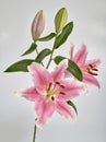 Lillies Alstroemeria two in bloom Royalty Free Stock Photo