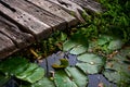 Lillies in a pond, lake