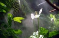Lillies in Rain Forest Royalty Free Stock Photo