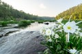 Lillies on the River 04