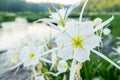 Lillies on the River 06 Royalty Free Stock Photo