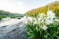 Lillies on the River 05