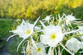 Lillies on the River 08 Royalty Free Stock Photo