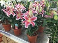 Lillies for sale in flower market. Moscow, Russia.