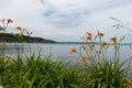 Orange lilies growing on the shore of a lake Royalty Free Stock Photo