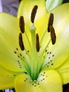 Lillium Royalty Free Stock Photo