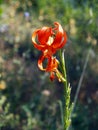 Lillium chalcidonicum, wild lillium on Olympus Mountain