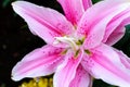 Lillium Oriental Rose Lily Belonica Royalty Free Stock Photo