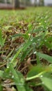 Lillte grass and dew Royalty Free Stock Photo