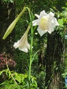 Lilly bloom suprise Royalty Free Stock Photo