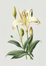 Lilly Flower Botanical Illustration, Lily Flowers Realistic Painting, Abstract Generative AI Illustration