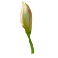 Lilly flower bud on isolated white Royalty Free Stock Photo