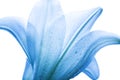 Lilly flower closeup Royalty Free Stock Photo