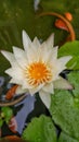 Lilly flower in water