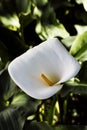 Lilly Flower With Yellow Stamen Green Leaves