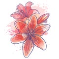 Lilly flowers vector illustration