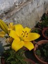 Flower Lilly