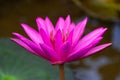Lilly pad Nymphaea nouchali. Water lilies and lotuses Sri Lanka Royalty Free Stock Photo