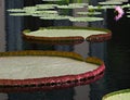 Lilly pads Royalty Free Stock Photo
