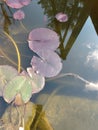 Lilly pads in the fish pond in the sun Royalty Free Stock Photo